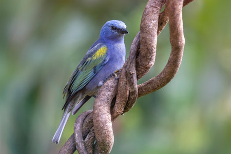 Golden-chevroned Tanager Thraupis ornata bird perching in a tree in the Atlantic forest of Brazilの素材 [FY310207967662]