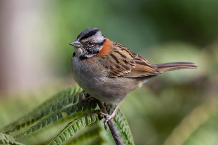 Rufous-collared Sparrow Zonotrichia capensis perching in a tree in the Atlantic forest of Brazilの写真素材