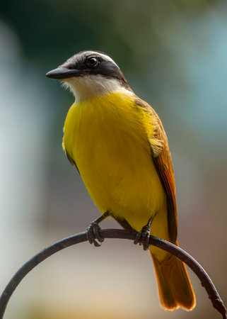 Great Kiskadee Pitangus sulphuratus perching on a fence in Costa Ricaの写真素材