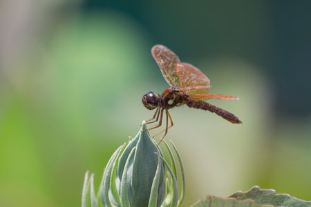 Eastern Amberwing dragonfly Perithemis tenera perching on a lotus bud in Maryland during the Summerの写真素材