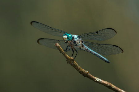 Great Blue Skimmer dragonfly Libellula vibrans perching on a twig in Maryland during the Summerの写真素材