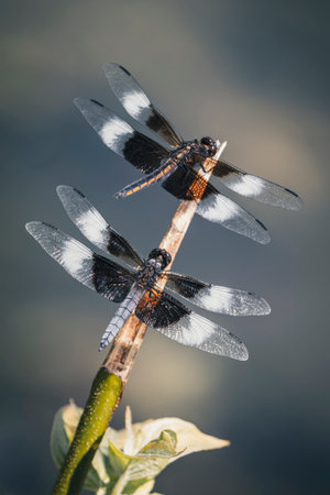 Widow Skimmer dragonflies Libellula luctuosa resting on a twig in Maryland during the Summerの写真素材