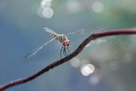 Blue Dasher dragonfly Pachydiplax longipennis resting on a twig in Maryland during the Summerの写真素材