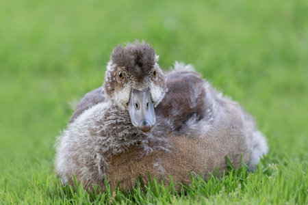 Egyptian goose bird Alopochen aegyptiaca gosling sitting on the grass in the Kirstenbosch National Botanical Garden in Cape Town, South Africaの写真素材