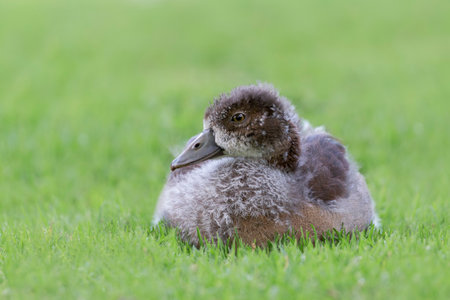 Egyptian goose bird Alopochen aegyptiaca gosling sitting on the grass in the Kirstenbosch National Botanical Garden in Cape Town, South Africaの写真素材