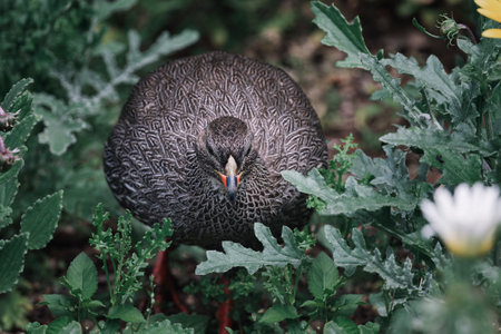 Cape Spurfowl bird Pternistis capensis walking through vegetation in the Kirstenbosch National Botanical Garden in Cape Town, South Africaの写真素材