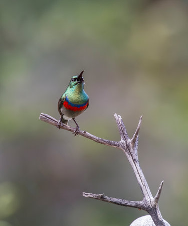 Southern Double-collared Sunbird bird Cinnyris chalybeus singing while perching on a branch in the...