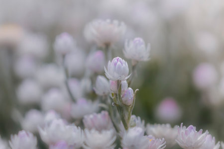 Copy space with Syncarpha argyropsis Blush flowers of the White Everlasting plant growing in the Kirstenbosch National Botanical Garden in Cape Town, South Africaの写真素材