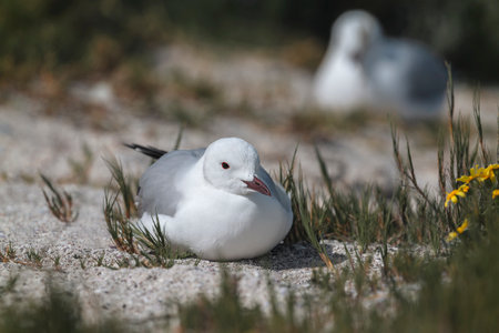 Hartlaub's Gull Chroicocephalus hartlaubii resting on the beach with fynbos vegetation in West Coast...