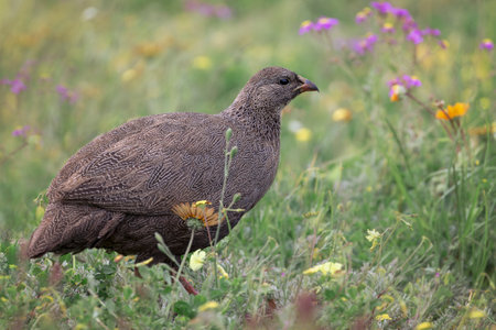 Cape Spurfowl bird Pternistis capensis walking in fynbos vegetation in West Coast National Park, Western Cape, South Africaの写真素材