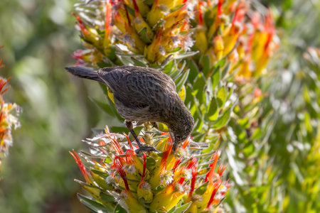 Cape Sugarbird Promerops cafer eating nectar from Mimetes flowers in the fynbos in Table Mountain...