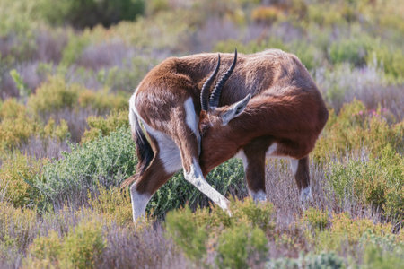 Bontebok antelope Damaliscus pygargus scratching itself in the fynbos in Table Mountain National Park, Cape Town, South Africaの写真素材