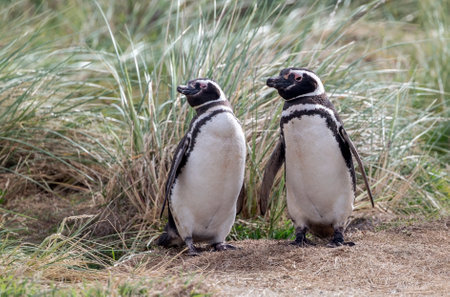 Magellanic penguins standing on the sand on Carcass Island in the Falkland Islandsの写真素材
