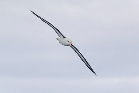 Black-browed Albatross in flight over the South Atlantic Ocean near Antarcticaの写真素材