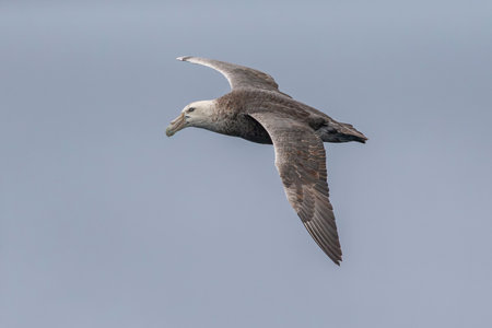 Southern Giant Petrel in flight over the South Atlantic Oceanの写真素材
