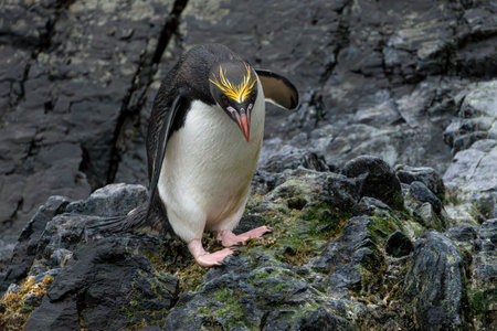 Macaroni penguin sitting on rocks in Hercules Bay on South Georgia Island, Antarcticaの写真素材