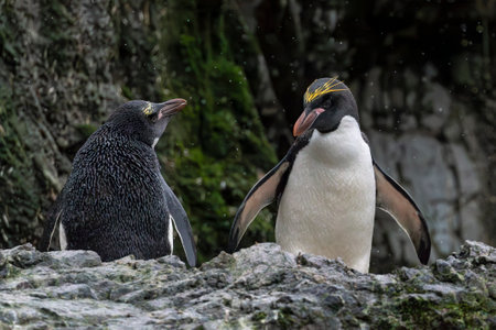 Macaroni penguin sitting on rocks in Hercules Bay on South Georgia Island, Antarcticaの写真素材