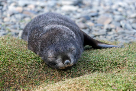 Cute Antarctic fur seal pup sleeping on the grass at Stromness on South Georgia Island, Antarcticaの写真素材