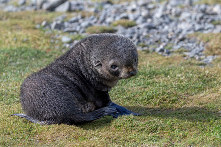 Antarctic fur seal pup sitting on the grass at Stromness on South Georgia Island, Antarcticaの写真素材