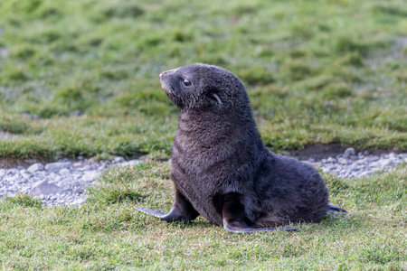 Antarctic fur seal pup sitting on the grass at Stromness on South Georgia Island, Antarcticaの写真素材