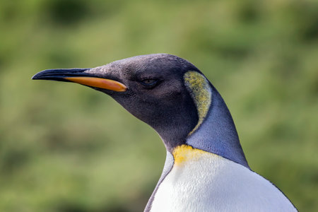 King penguin portrait taken in Leith Harbour, South Georgia Islandの写真素材
