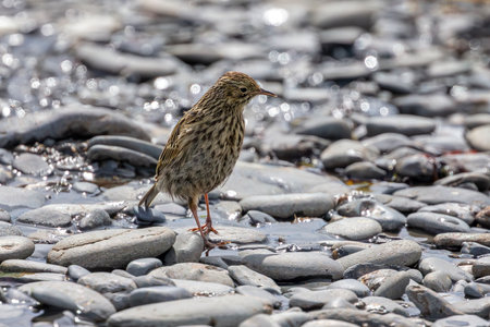 South Georgia pipit on a pebble beach at Leith Harbour on South Georgia Island in Antarcticaの写真素材