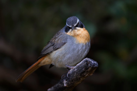 Cape Robin-Chat bird perching in a tree in Cape Town, South Africaの写真素材