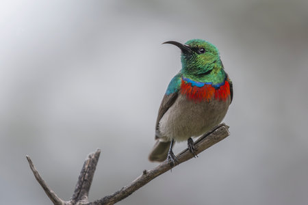 Southern Double-collared Sunbird bird perching on a branch in Cape Town, South Africaの写真素材