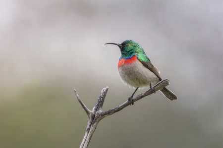 Southern Double-collared Sunbird bird perching on a branch in Cape Town, South Africaの写真素材