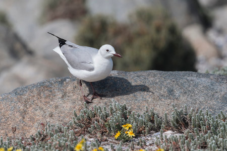 Hartlaub's Gull on the beach near Cape Town in South Africaの写真素材