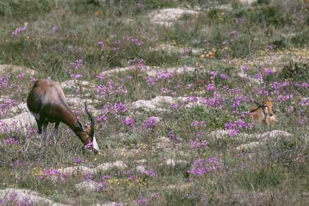 Bontebok antelope in a field near Cape Town in South Africaの写真素材