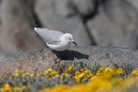 Hartlaub's Gull on the beach near Cape Town in South Africaの写真素材