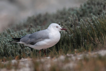 Hartlaub's Gull on the beach near Cape Town in South Africaの写真素材