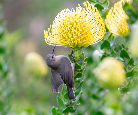 Southern Double-collared Sunbird feeding on yellow Pincushion flowers near Cape Town in South Africaの写真素材