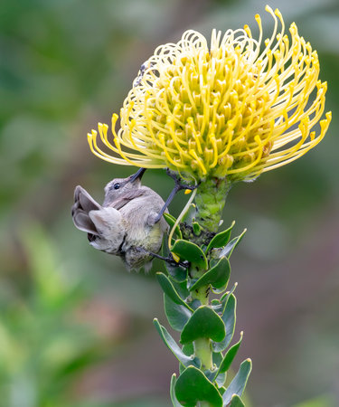 Southern Double-collared Sunbird feeding on yellow Pincushion flowers near Cape Town in South Africaの写真素材