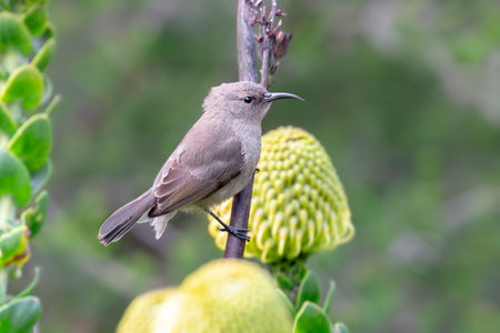 Southern Double-collared Sunbird feeding on yellow Pincushion flowers near Cape Town in South Africaの写真素材