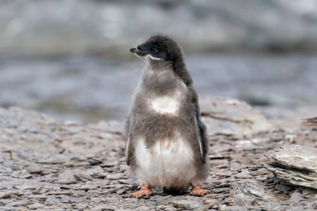 Adelie penguin chick at Shingle Cove in the South Orkney Islands in Antarcticaの写真素材