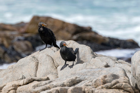 Crowned Cormorant sitting on a rock near Cape Town in South Africaの写真素材