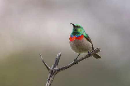 Southern Double-collared Sunbird bird perching on a branch in Cape Town, South Africaの写真素材