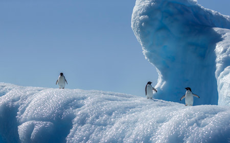 Adelie penguins on an iceberg on Gourdin Island in Antarcticaの写真素材