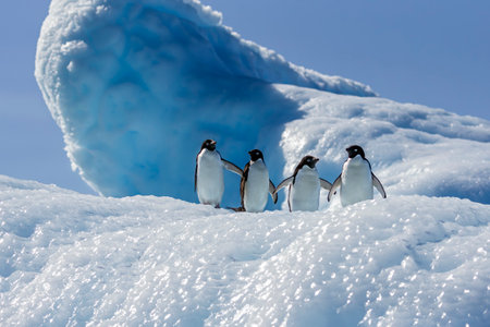 Adelie penguins on an iceberg on Gourdin Island in Antarcticaの写真素材