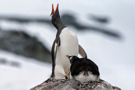 Gentoo penguin pair on their nest in Antarcticaの写真素材