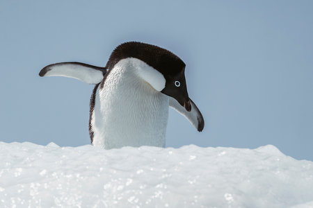 Adelie penguin sitting on an iceberg on Gourdin Island in Antarcticaの写真素材