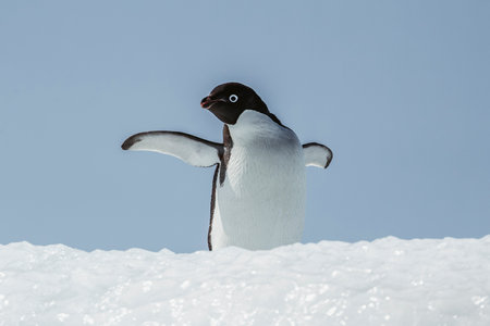 Adelie penguin sitting on an iceberg on Gourdin Island in Antarcticaの写真素材