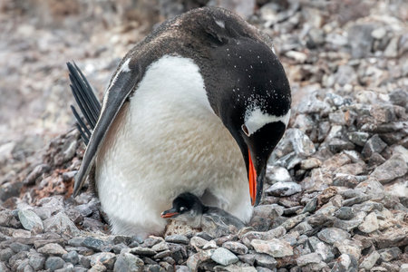 Gentoo penguin and chick on the nest on Cuverville Island in Antarcticaの写真素材