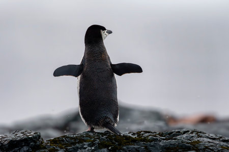Chinstrap penguin standing on rocks at Palaver Point in Antarcticaの写真素材
