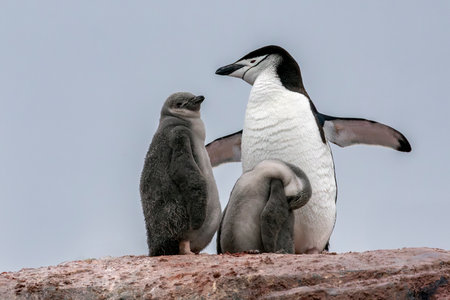 Chinstrap penguin with two chicks in Antarctica