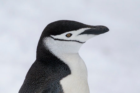 Chinstrap penguin face closeup taken in Antarcticaの写真素材