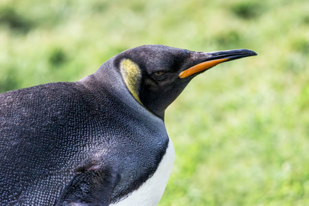 King penguin closeup taken at Leith Harbour on South Georgia Islandの写真素材
