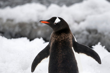 Gentoo penguin closeup taken on Cuverville Island in Antarcticaの写真素材